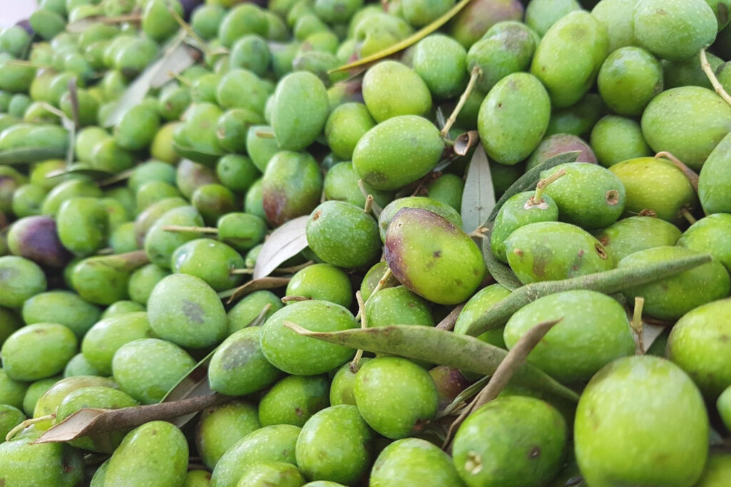 PRENOTAZIONE AL FRANTOIO