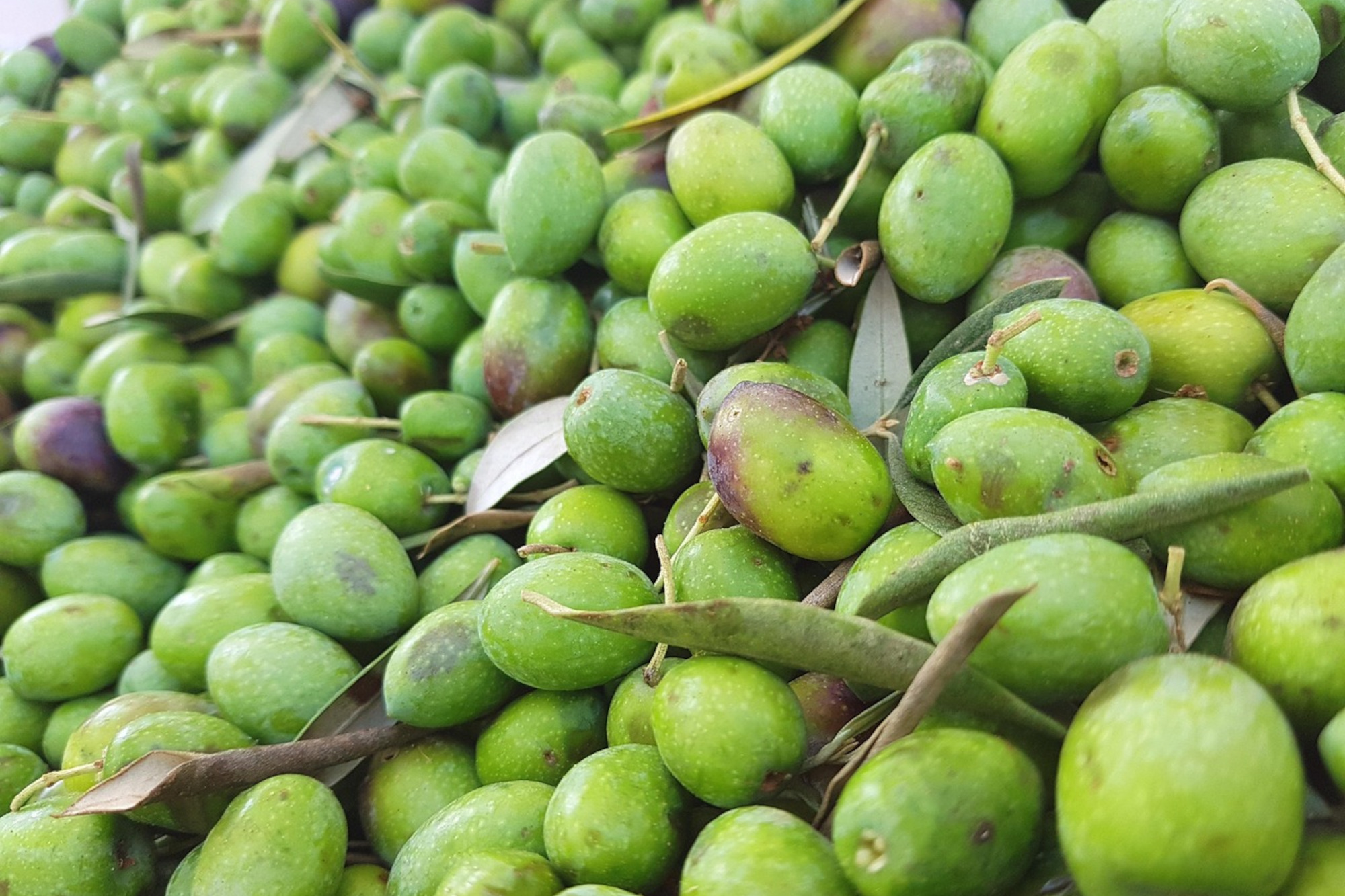 PRENOTAZIONE AL FRANTOIO